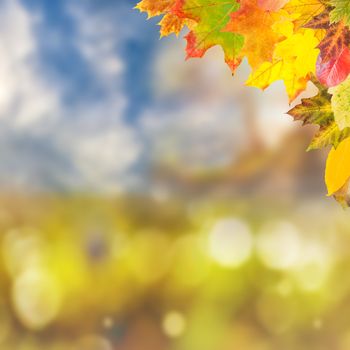 Autumn background with red, yellow and orange foliage
