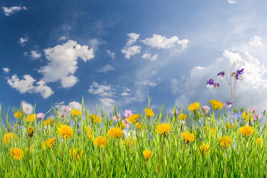 Nature green background with grass and flower