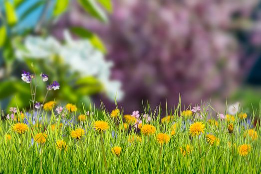 Nature green background with grass and flower