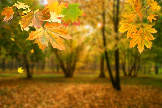 Autumn background with foliage on branch