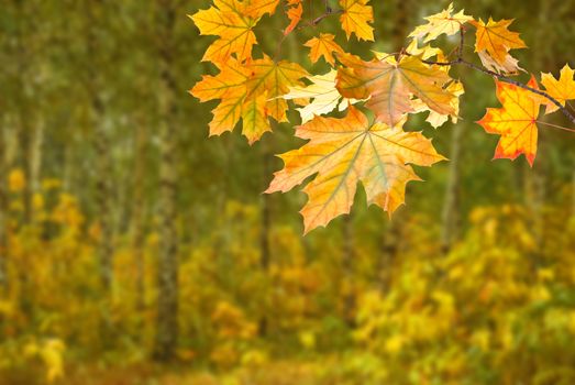 Autumn background with foliage on branch
