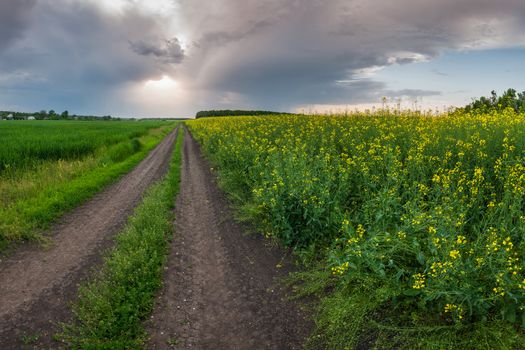 The road along the field of rapeseed