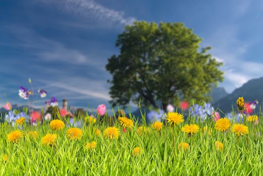 Summer background with grass and flower