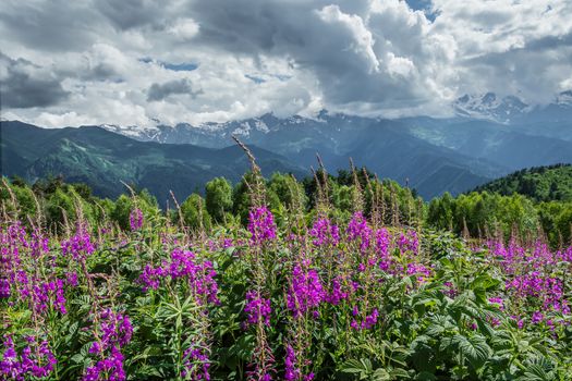 Flowers meadow in mountains