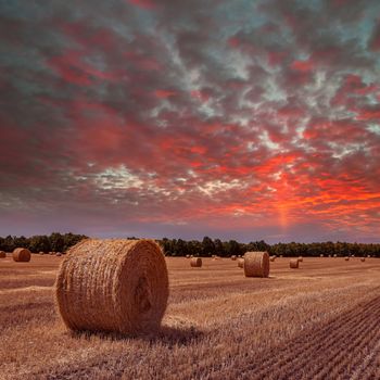 The sloping wheat field with haystacks on sunset