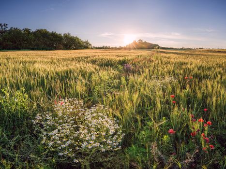 Wheat field and chamomile on evening, summer landscape