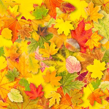 Autumn background with bright leaves