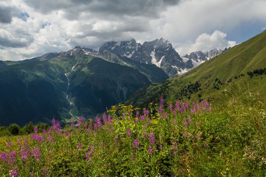 Beautiful mountain landscape with flower meadow