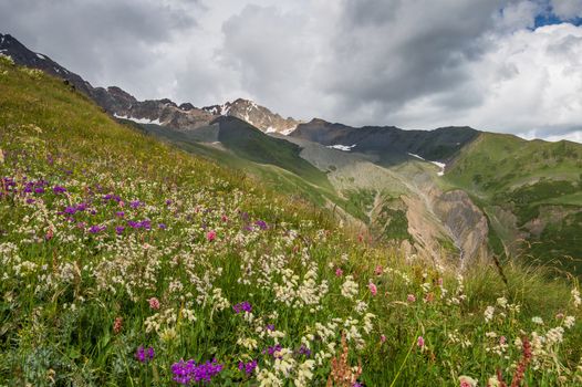 Beautiful mountain landscape with flower meadow