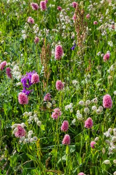 Flower meadow in mountain, selective focus