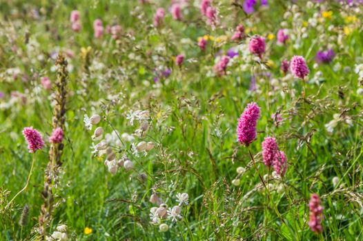 Flower meadow in mountain, selective focus