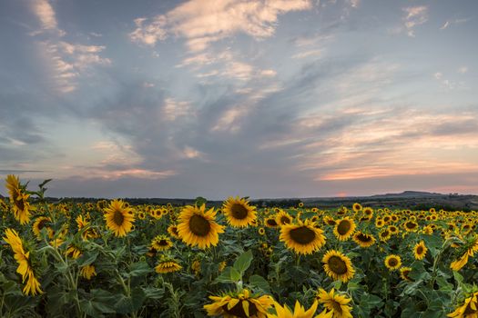 Sunflower field on sunset