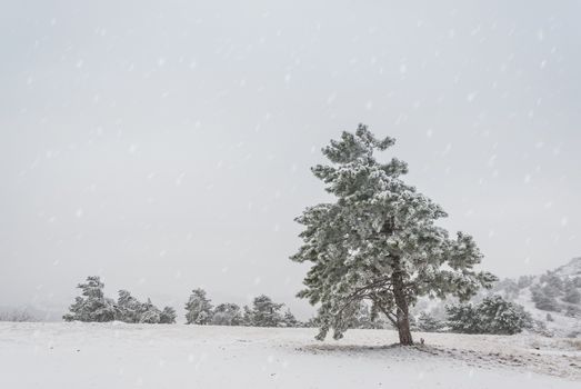 Surrealistic winter landscape with snowfall