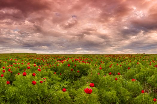 Wild steppe with blooming peonies before the storm