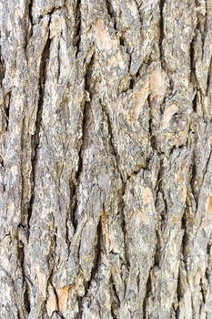 Texture (background) shot of brown tree bark, filling the frame.