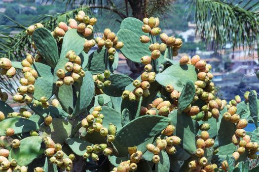 prickly pear cactus full of colorful fruits (Opuntia ficus -indica)