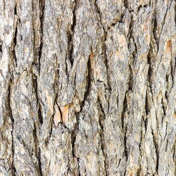 Texture (background) shot of brown tree bark, filling the frame.