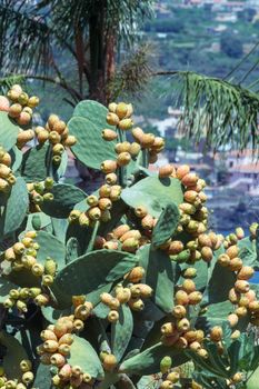 prickly pear cactus full of colorful fruits (Opuntia ficus -indica)