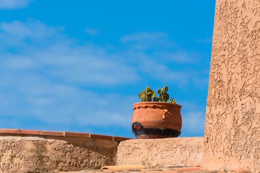 Flowerpot from clay planted with a spiny cactus