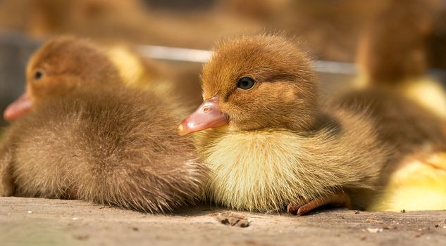 musk duck ducklings closeup on a poultry yard