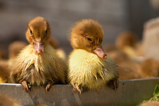 musk duck ducklings closeup on a poultry yard