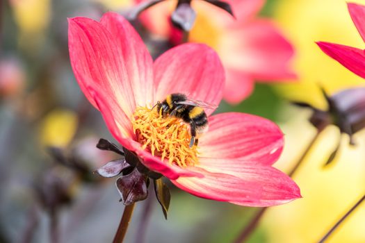 Bumble Bee collecting pollen from a flower