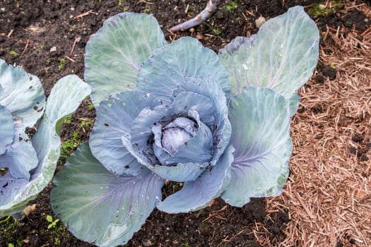 Cabbage growing in the ground