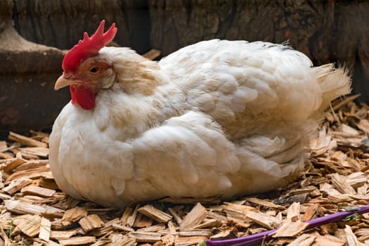 White Chicken laying on the ground