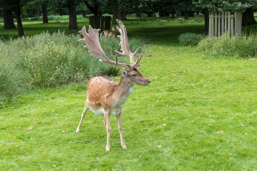 Fallow Deer in grass