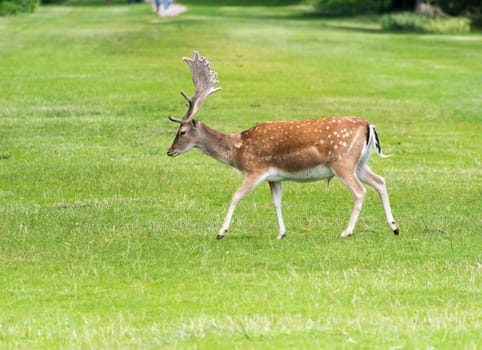 Fallow Deer in grass