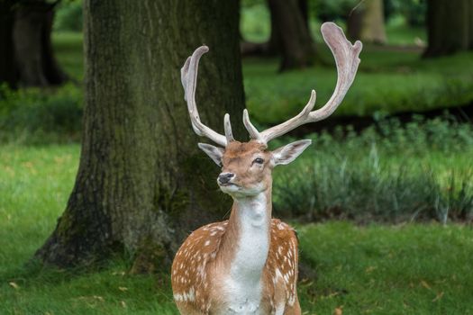 Fallow Deer in grass