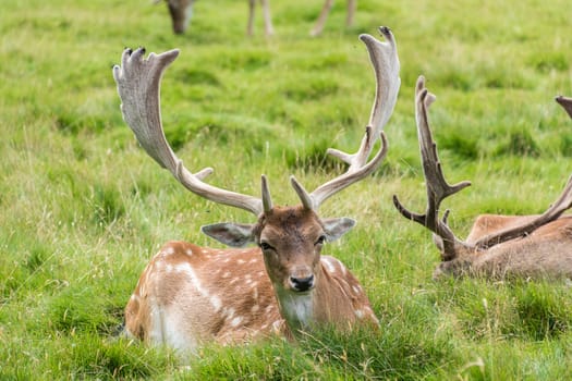 Fallow Deer in grass