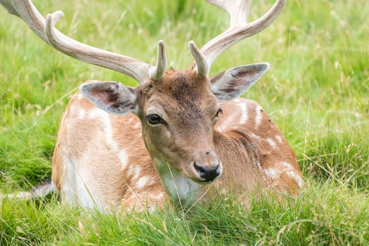 Fallow Deer in grass