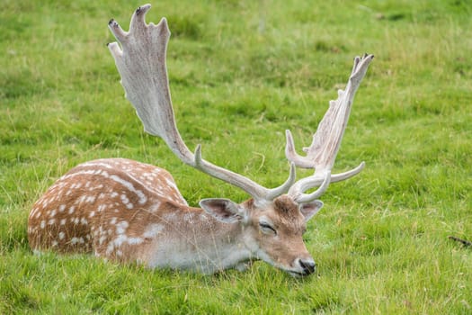 Fallow Deer in grass