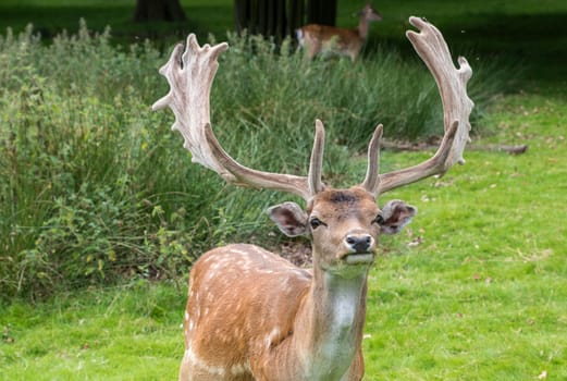 Fallow Deer in grass