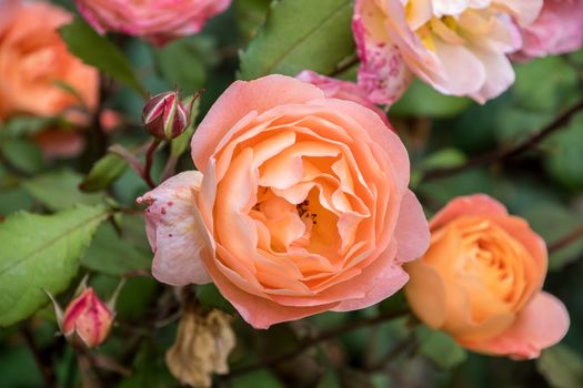 Orange roses growing on a bush