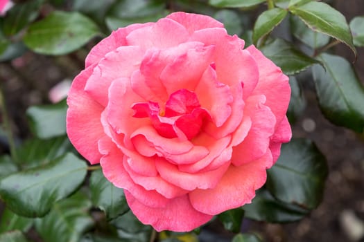 Pink rose growing on a bush