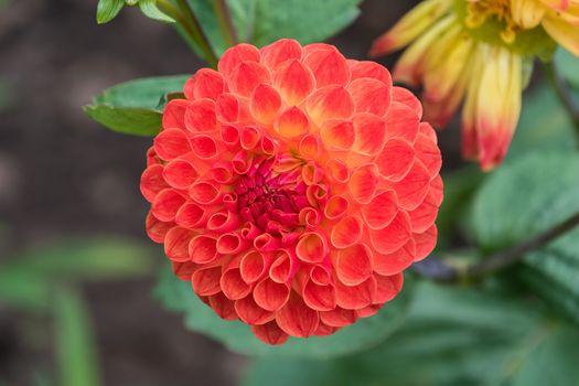 Orange Pompom Dhalia