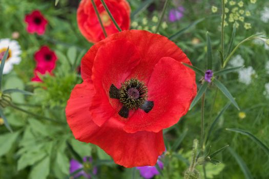 Open Red Poppy Head