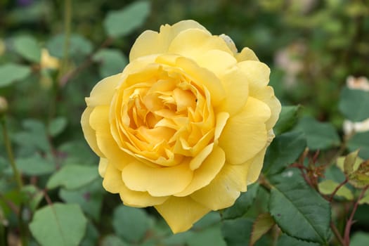 Yellow rose growing on a bush