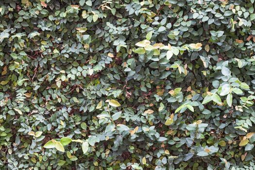 Green plant wall background decorated in garden, stock photo