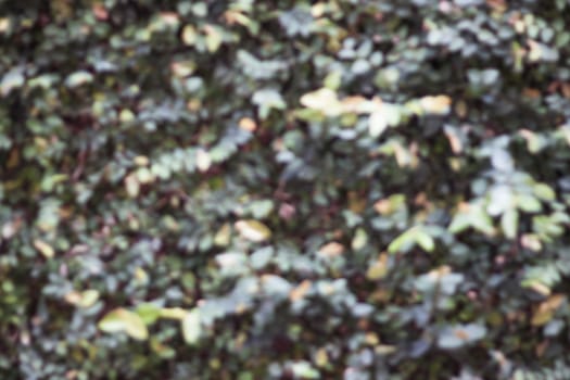 Green plant wall blurred background, stock photo