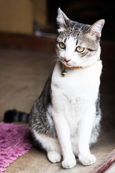 Thai cat sitting at home, stock photo