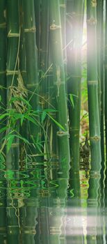 Bamboo with reflect in water