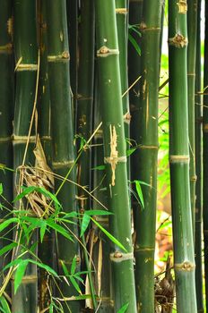 Bamboo