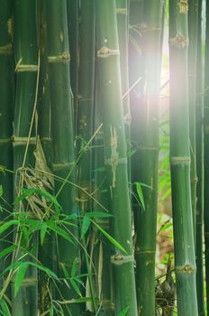 Bamboo