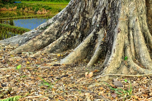 Base of a tree