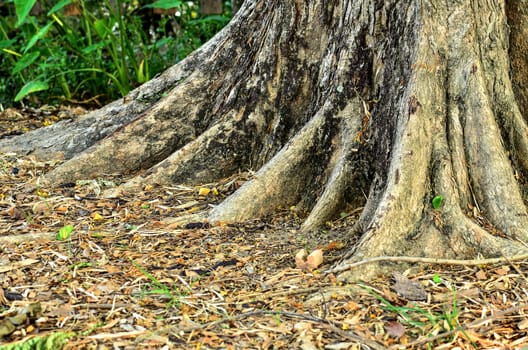 Base of a tree