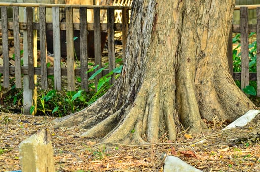 Base of a tree