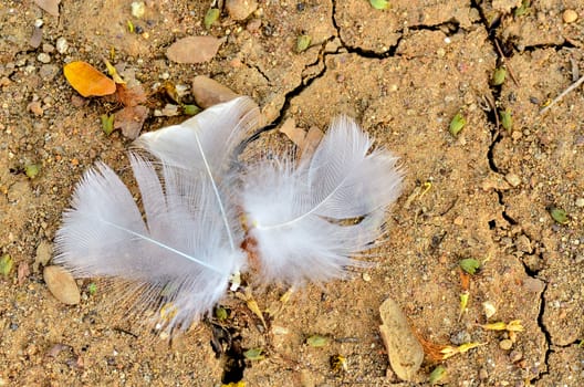 bird feather lying on the field